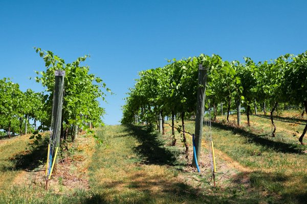 Est-il possible de louer une villa en Sicile avec des cours de cuisine et des visites de vignobles?