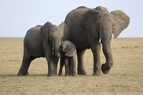 Où faire une randonnée pour observer les éléphants dans le parc national de Chobe, Botswana?